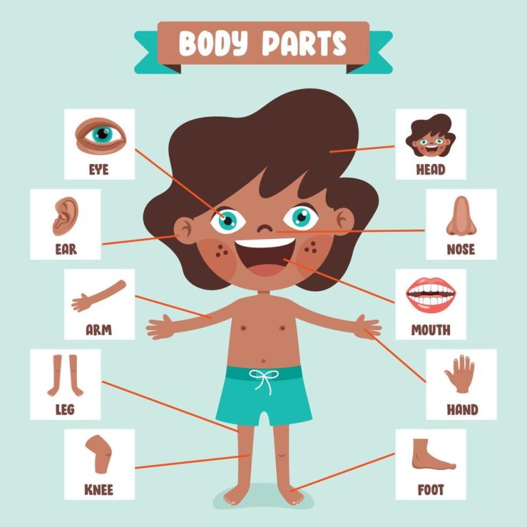 Parts Of The Body Sliding Puzzle